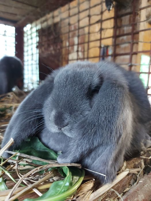 Młode Baran Francuski Niebieski króliki samica samiec FBN królik Parki