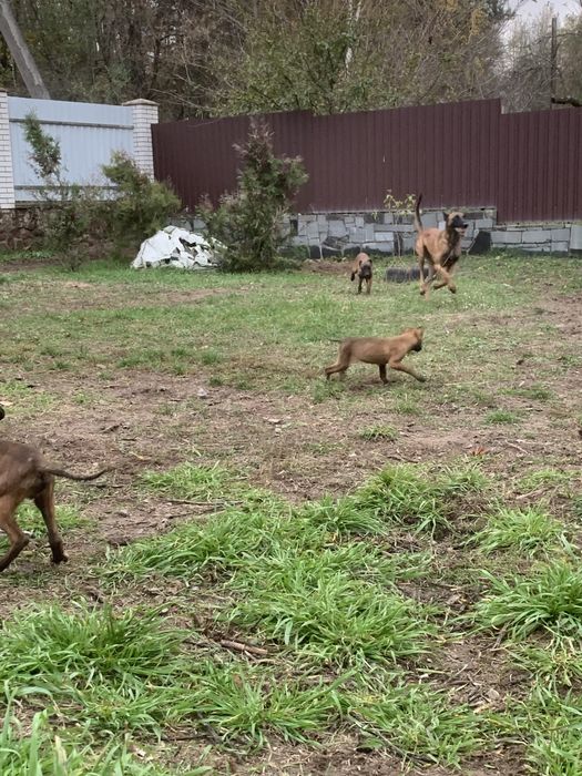 Малінуа бельгійська вівчарка документи КСУ малинуа овчарка