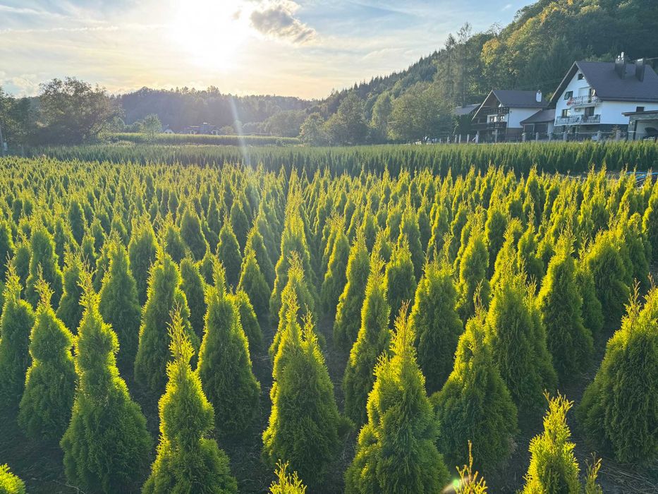 Tuja GOLD szmaragd 100-120cm Thuja Gold