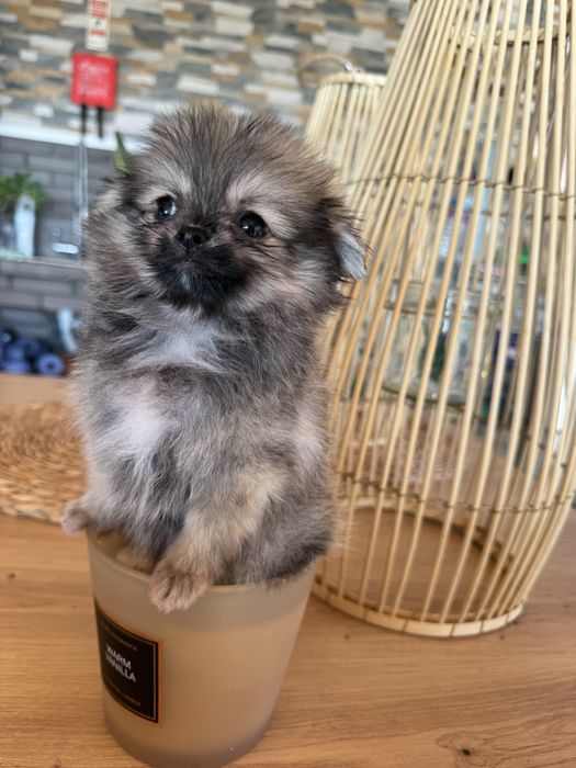 Spitz Alemão Anão MINI