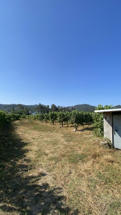 Vinhas Loureiro em Produção