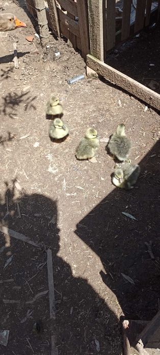 Ganso adulto machos ou fêmeas casais