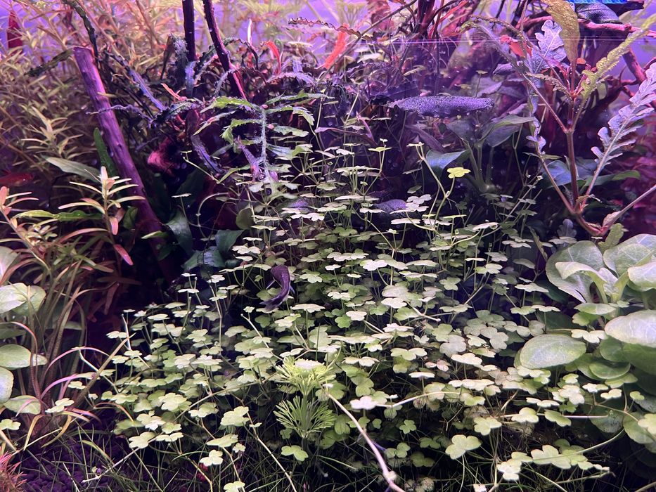 Hydrocotyle tripartita japan mini roślina akwariowa