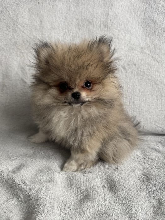 Szpic Miniaturowy Pomeranian Piesek XS Kolor Sable