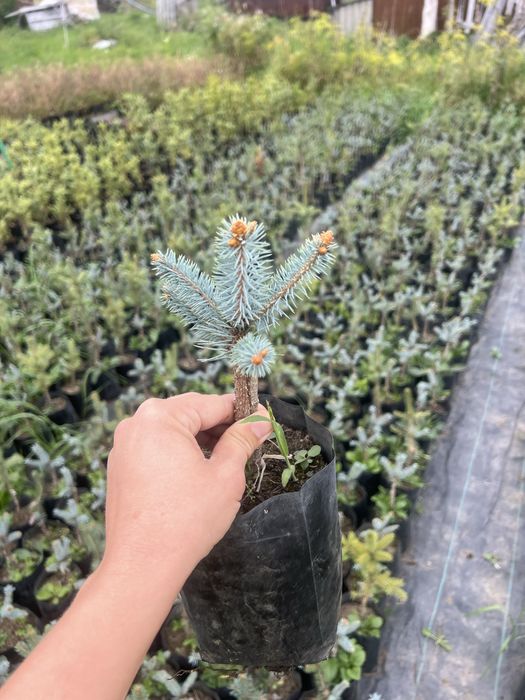 Хупсі (2,3річні), ялина блакитна