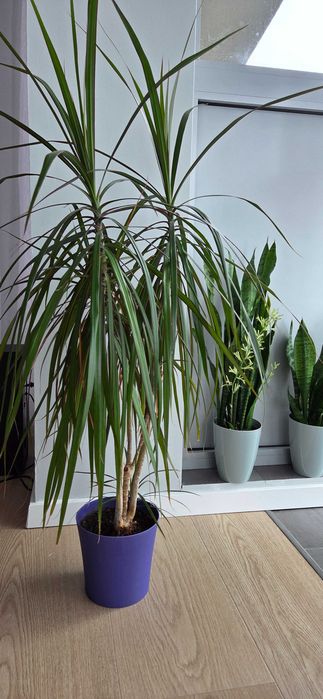 dracena obrzeżona