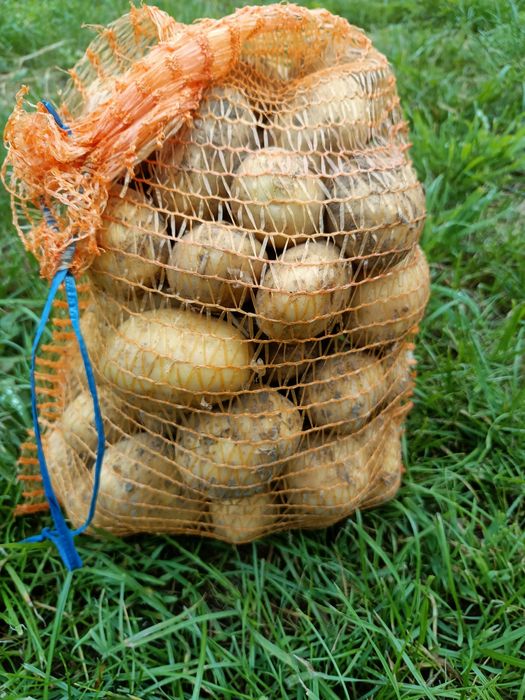 Ziemniaki  Soraya Lili Queen  anna