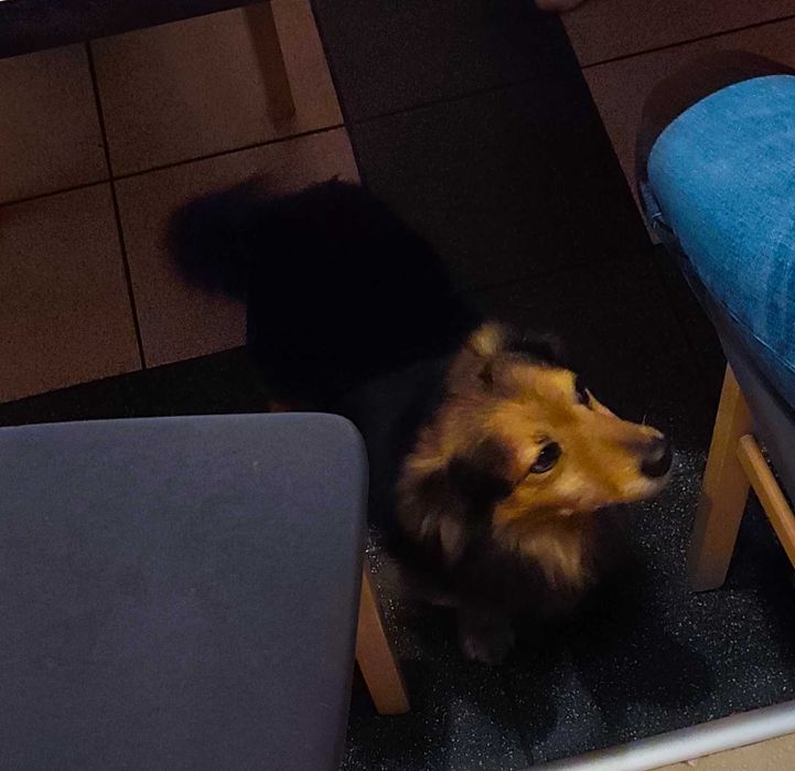 Zaginął piesek kundelek