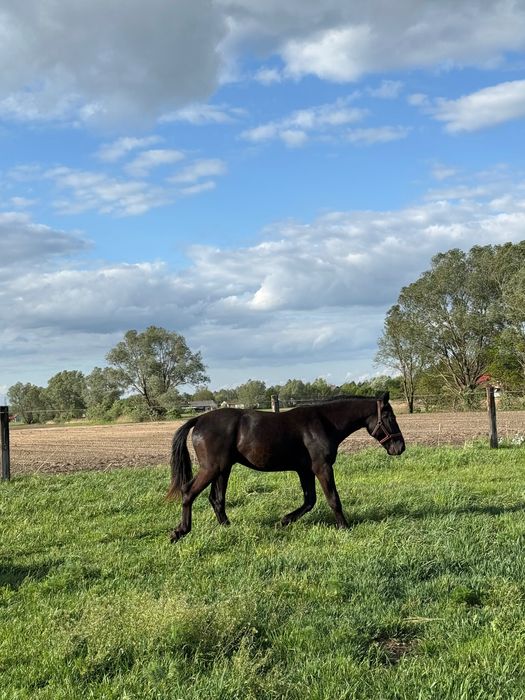 Sprzedam ogierka śląskiego