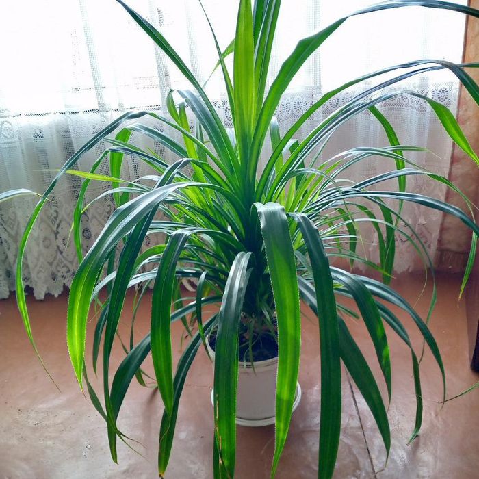 Панданус винтовая пальма цветок квітка растение рослина