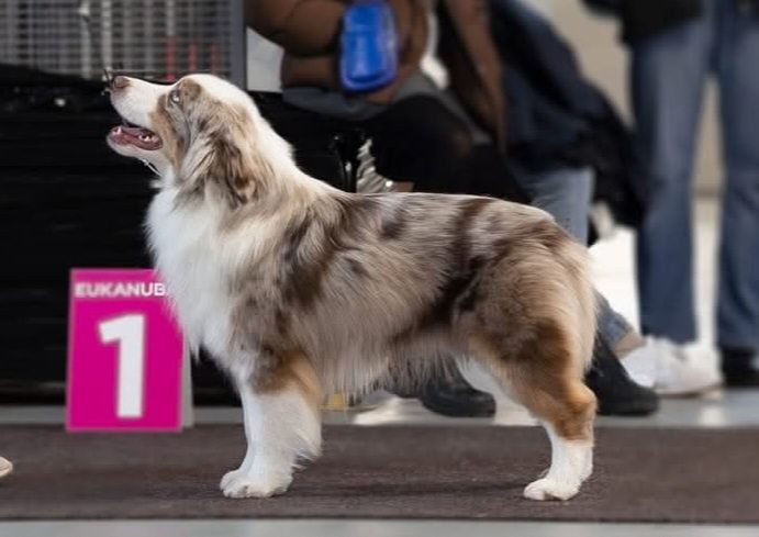 Owczarek miniaturowy amerykański SUCZKA