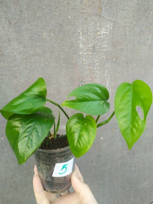 Эпипремнум Марбл квін варієгата ( втратив варієгатність)