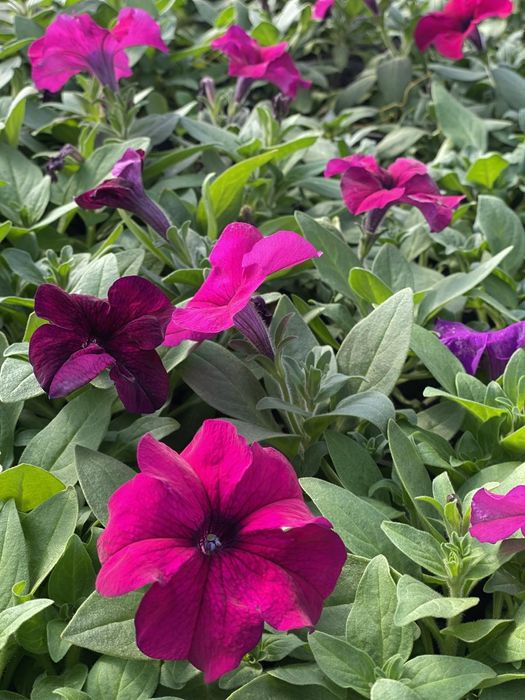 Продам цветы петуния