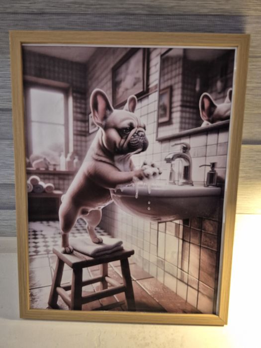 Buldog francuski plakat w ramce