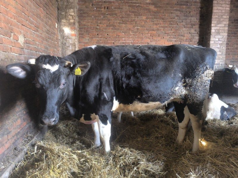 Jałówka mleczne HF