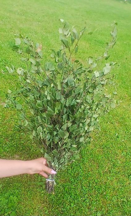 Witki brzozowe,  dębowe do sauny,  saunowanie, sauna, brzoza, dąb,  80 cm