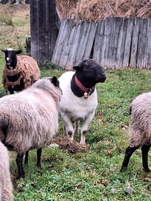 Баран Дорпер породистий