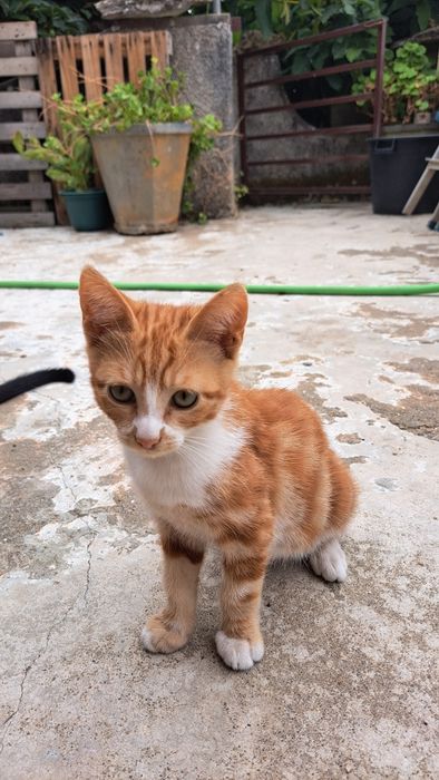 Ofereço gatinhos para adoção responsável