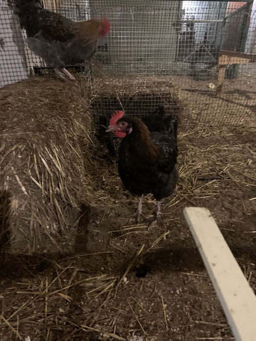 Інкубаційні яйця курей породи Маран