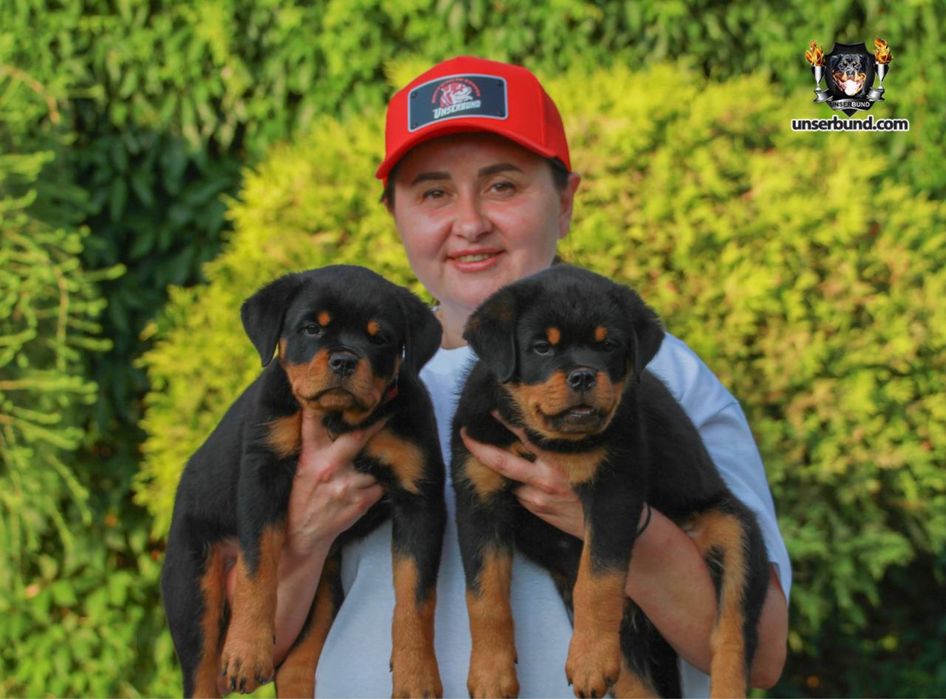 Елітні цуценята ротвейлера від розплідника Unserbund