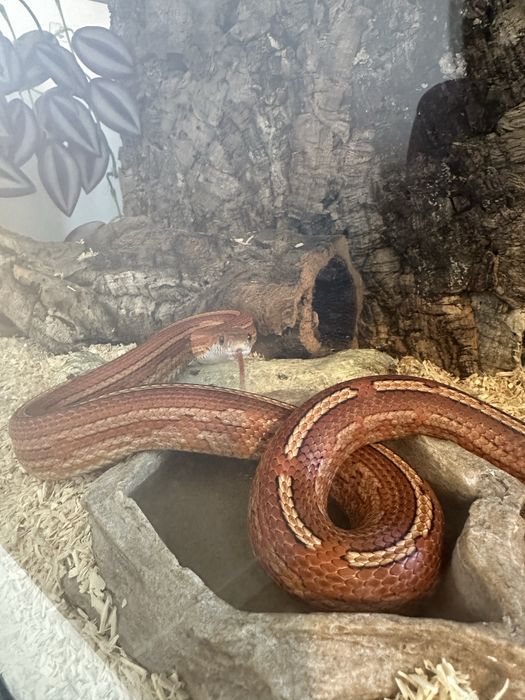 Wąż zbożowy + terrarium