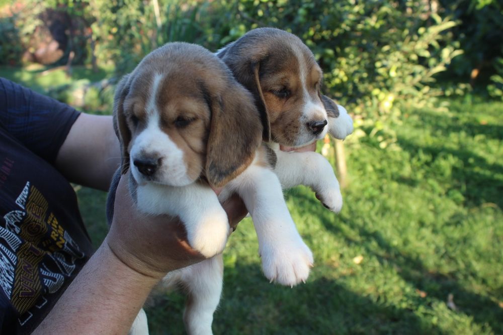 Біглі дівчата. Цуценята