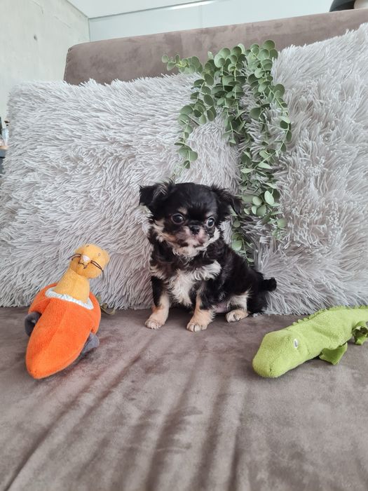 Excelente menino mini chihuahua/chiuaua linhagem Russa.Qualidd