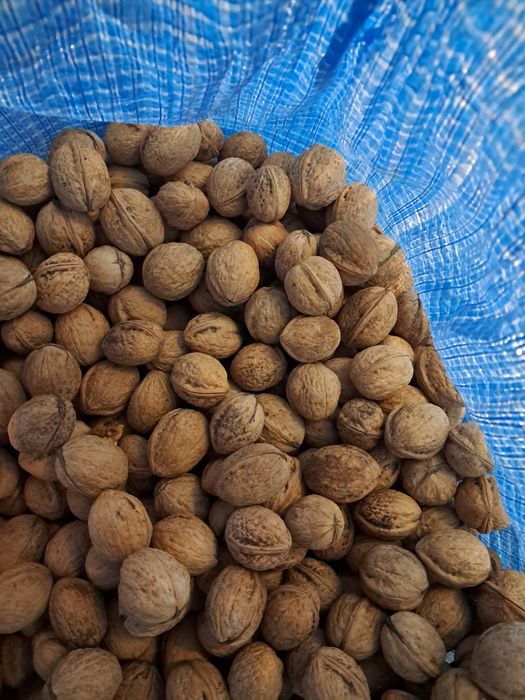 Orzechy włoskie całe