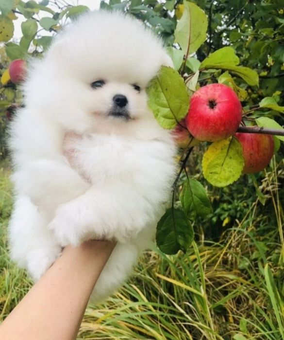 Чудесные мини крохи