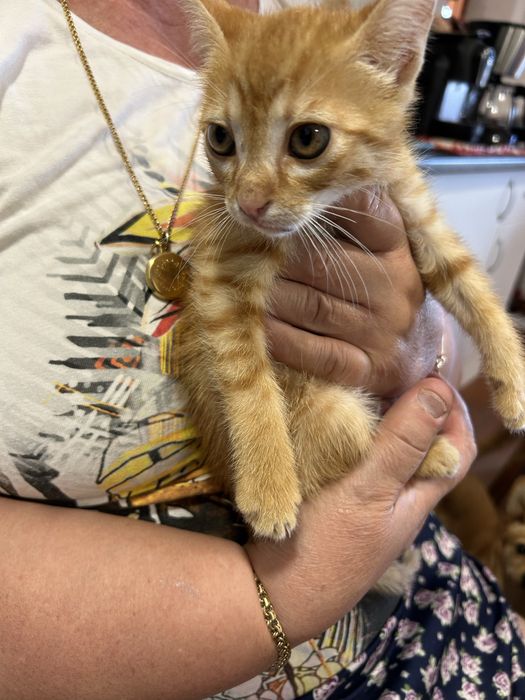 gatinhos laranja para adoção