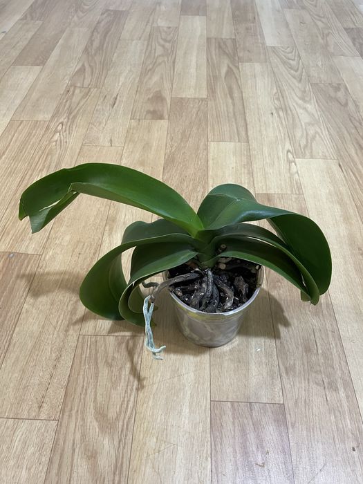 Орхідея біла  Phalaenopsis
