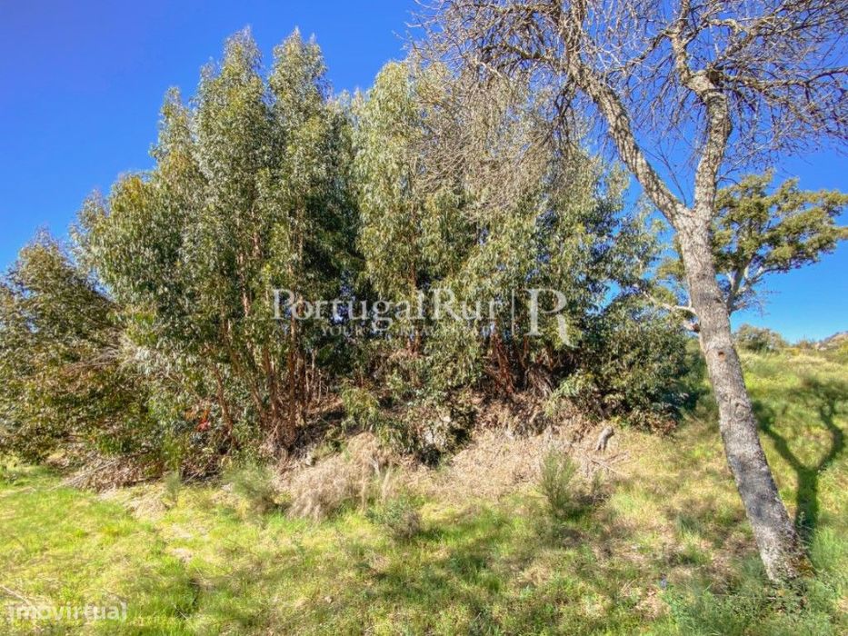 Terreno Rústico em Monsanto