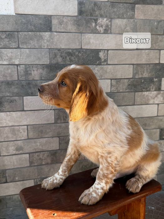 Епаньоль Бретон (Цуценята)