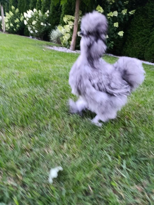 Sprzedam koguty silki