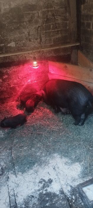 Вьетнамская + мангал