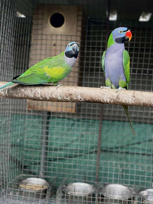 Casal Derbianas