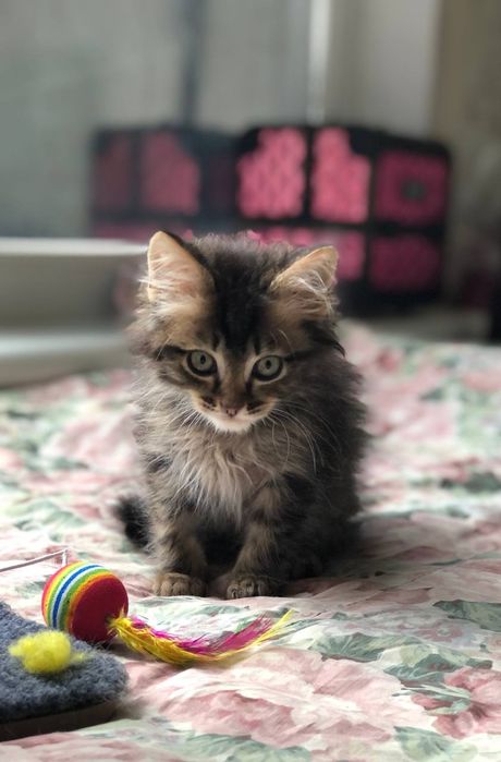 Котенок мальчик бесплатно
