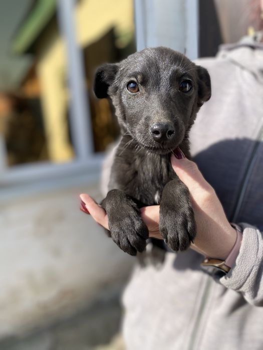 Цуценята в добрі руки