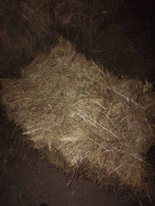 Słoma i siano w kostkach możliwy dowóz