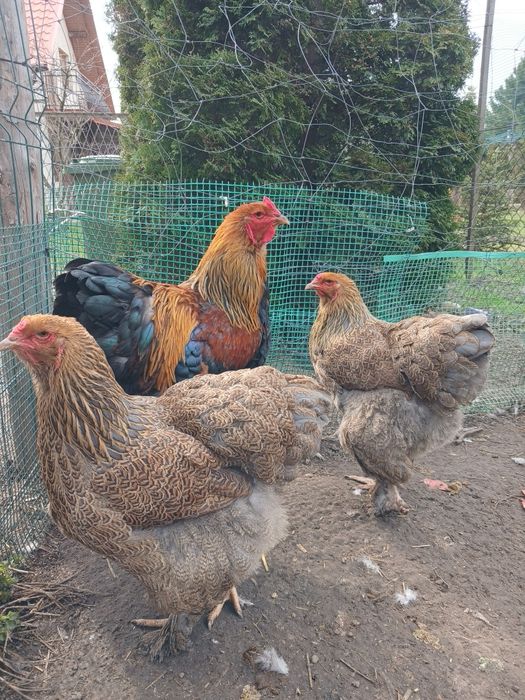 Brahmy 1+2 kuropatwiana