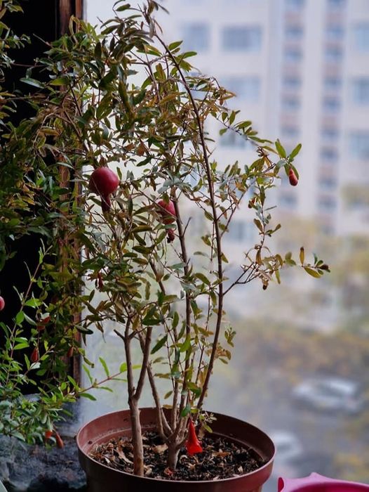 Саджанці Гранату кімнатного