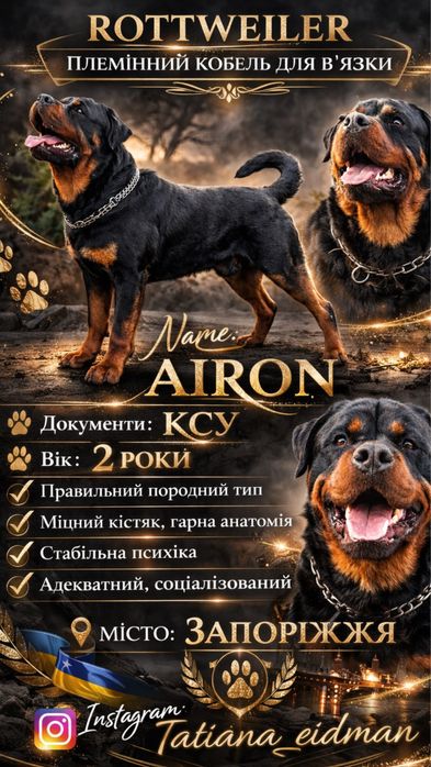 Кобель ротвелера вязка