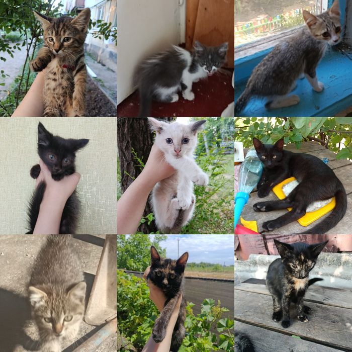 Котята отдам бесплатно. Котенок даром. Кот. Кошка. СРОЧНО