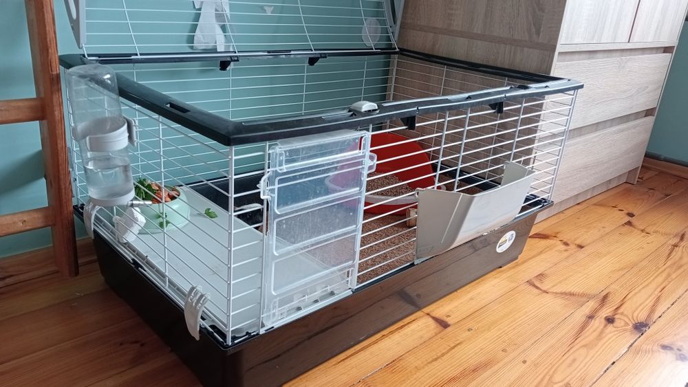 Świnki morskie za darmo