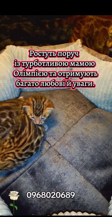 Подаруйте своїй родині маленького домашнього леопарда.