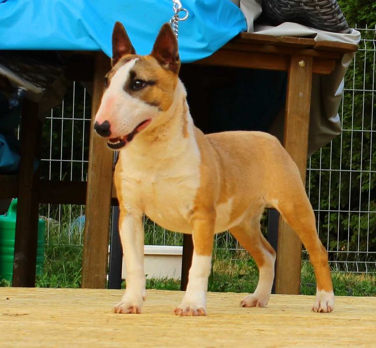 Bulterier miniaturowy umaszczenie rude suczka FCI/ZKwP