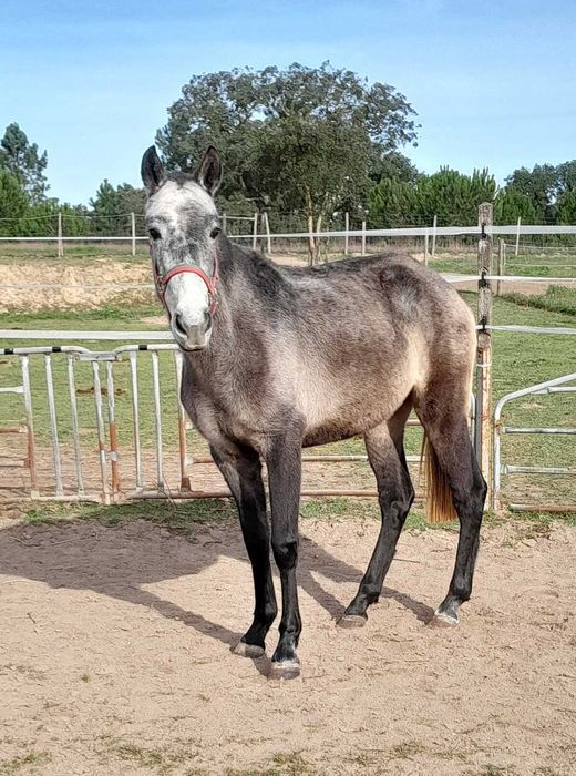 Linda poldra PSL Lusitana Pura