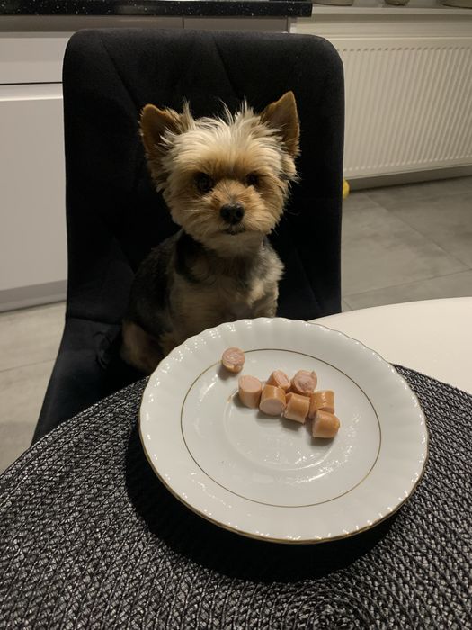Yorkshire Terrier Sunia*