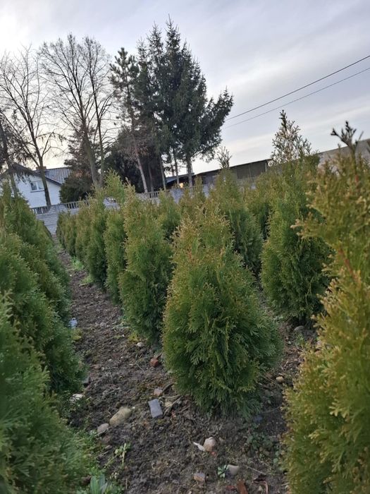Tuja thuja szmaragd