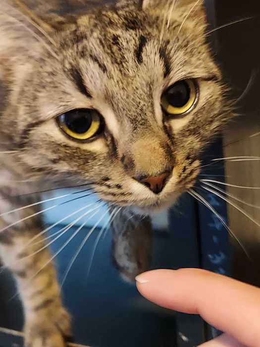 Do adopcji - bury kotek, który oswoił się na marne :c